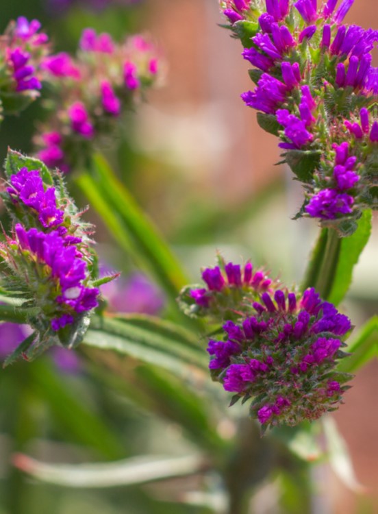 Environment Flowers